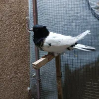 کفتر شهری بهبهانی پلاکی|پرنده|شیراز, تندگویان|دیوار