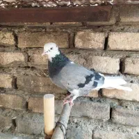 سه عدد کبوتر|پرنده|اندیشه, اندیشه فاز ۱|دیوار