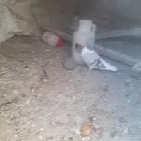 کبوتر‌پرشی‌جفتی نرماده چب‌کبود‌ماد‌دورشت ب