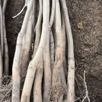 نهال گردو بازار پسند|خدمات باغبانی و درختکاری|فسا, |دیوار