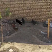 مرغ محلی. ولایتی|حیوانات مزرعه|تربت‌حیدریه, ترمینال|دیوار