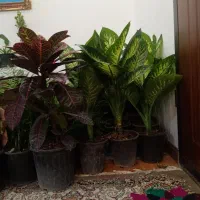 گل و گیاه ماهلین