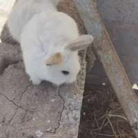 خرگوش|موش و خرگوش|رفسنجان, |دیوار