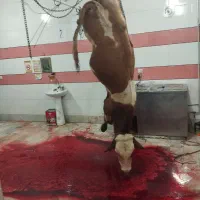 گاو گوساله افتاده