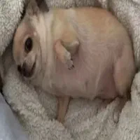 واگذاری حیوان خانگی ماده