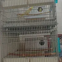 فروش استثنایی 10 جفت عروس هلندی مولد باتخم وجوجه