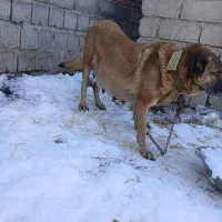 سگ سرابی|سگ|اردبیل, |دیوار