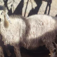 فروش دو راس میش دو قلوزا