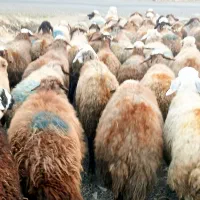 75گوسفند میش بابره|حیوانات مزرعه|کلیائی, |دیوار