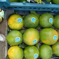 خریدار نارنگی و پرتقال هستم
