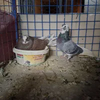 یه جفت شازده