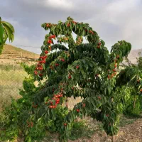 باغ ۱۰۰۰ متری چشمه قلعه