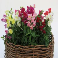 گل خانگی-بسیار زیر قیمت بازار
