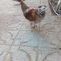 فروش خروس برهما|حیوانات مزرعه|یزد, |دیوار