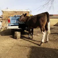 گوساله ماده جنس شیری