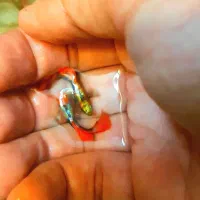 گوپی نژاد دامبو گرید A|ماهی|اصفهان, جلفا|دیوار