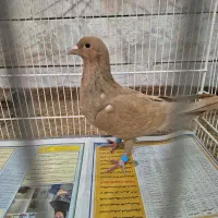 کبوتر زرد کرمانی|پرنده|بیرجند, |دیوار