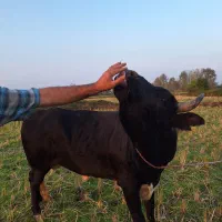 واگذاری ورزا چالوسی|حیوانات مزرعه|سنگر, |دیوار