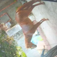 هراسبی بخواین هست