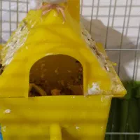 فنچ|پرنده|تهران, طیب|دیوار