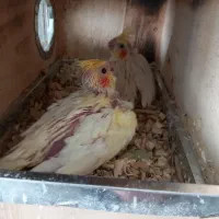 جوجه عروس هلندی|پرنده|ماکو, |دیوار