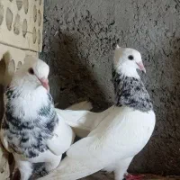 دو نر طوقی الماسی بدون عیب پاک بدون یه غلط|پرنده|چابهار, |دیوار