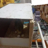 معاوضه عروس هلندی نر مولد .سخنگو