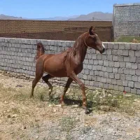 کره مادیانی از سهیل حیدر