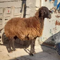 ا عدد گوسفند جوان وکوک برای قربانی کردن