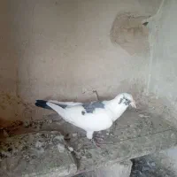 ابلغ|پرنده|مشهد, کاظم آباد پنجشنبه|دیوار