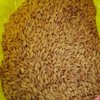 فروش ۷تن گندم بذربوجاری شده داس نقدواقساط