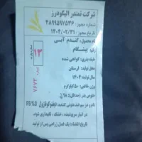 بذر گندم اصلاح شده پیشگام