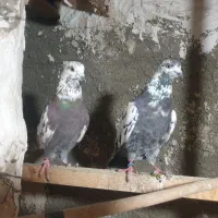 کبوترپرشی