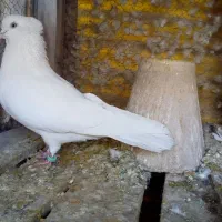 سفید کاکلی نر