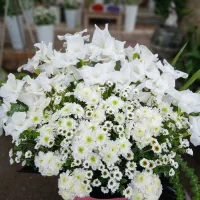 ماشین عروس تاج ترحیم باکس گل زیر قیمت|گل و گیاه طبیعی|لنگرود, |دیوار