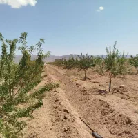 فروش‌باغ