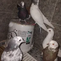 کفتر تهرانی،پلاکی|پرنده|اصفهان, ملک‌شهر|دیوار