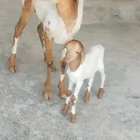 بره با بچه