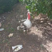 بوقلمون نر یک ساله