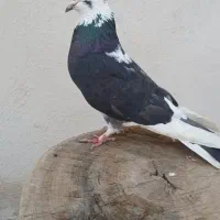 کبوتر شازده سیاه ماده پرشی