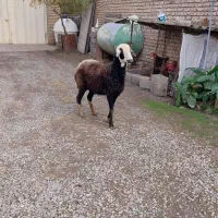 یک راس شیشک داشتی|حیوانات مزرعه|علی‌آباد کتول, |دیوار