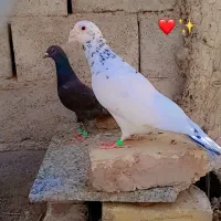 کفتر نر سار ماده زاغ