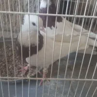 طوقی سرخ|پرنده|قائن, |دیوار