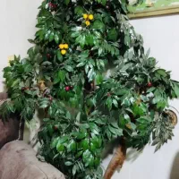فروش درخت گیلاس مصنوعی با گلدان حصیری