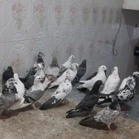 کبوتر جوجه مغلوف|پرنده|قم, نیروگاه|دیوار