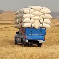 کاه لوبیا