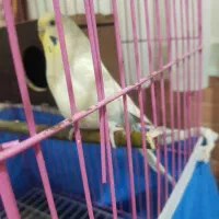 مرغ عشق انگلیسی