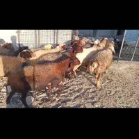 بره قوچ سنجابی میش مهربان گوسفند در کرمانشا|حیوانات مزرعه|خرم‌آباد, |دیوار