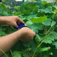 هرس درختان و سم پاشی|خدمات باغبانی و درختکاری|خمینی‌شهر, |دیوار