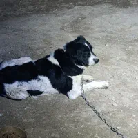 قدر جونی ماده|سگ|رباط‌کریم, رباط‌کریم|دیوار